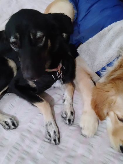 Cuddling up for a nap. I provide a warm and loving environment where dogs feel secure enough to rest peacefully next to their new friends.