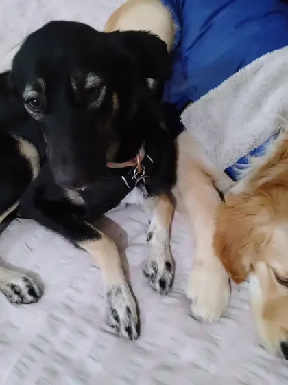Cuddling up for a nap. I provide a warm and loving environment where dogs feel secure enough to rest peacefully next to their new friends.