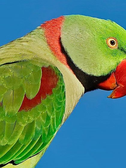A portrait of an Alexandrine Parakeet against a solid blue sky. The shot highlights its powerful red beak and the distinctive red patch on its shoulder.