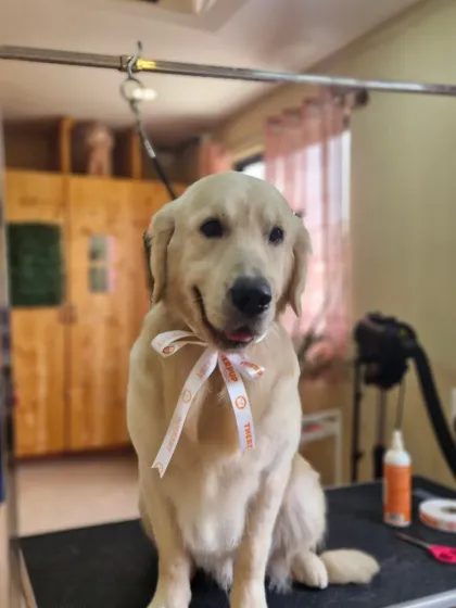 Mamppi Deb - Pet Grooming & Styling Golden Retriever & Large Breed Grooming photo 15