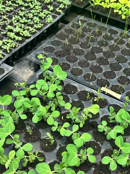 Trays of pea shoots and other greens sprouting in our nursery. We manage the entire lifecycle of our plants, from the very first sprout to the final harvest.