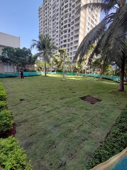 A view of the finished carpet lawn, looking healthy and green shortly after installation.