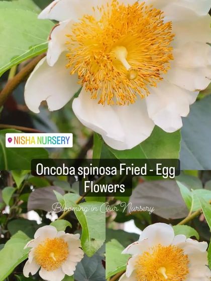 This is the Oncoba spinosa, or the 'Fried-Egg Flower'. It's easy to see why it gets its name! A very unusual and beautiful bloom.