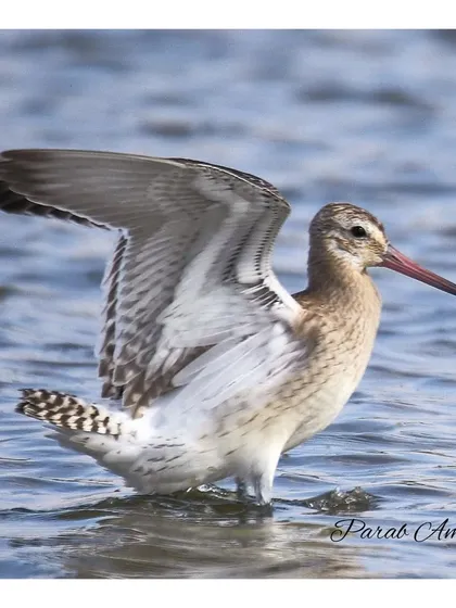 A Bar-tailed Godwit stretches its wings, showing the beautiful barred pattern on its feathers. These moments of action, even simple ones, bring a static photo to life.