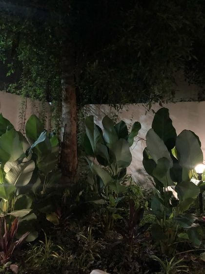 Our Plant Collection photo 19