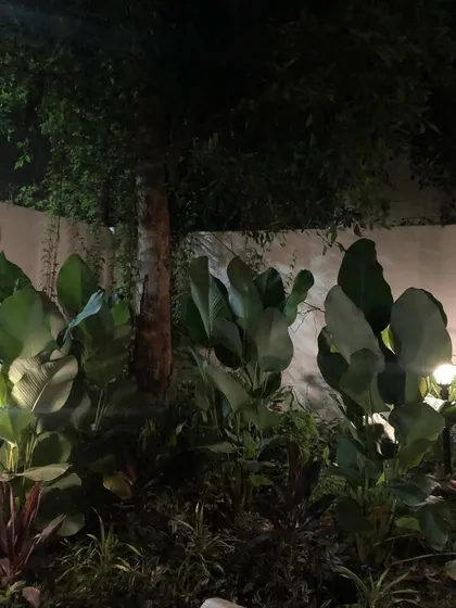 A night view of the Calathea Lutea plants at Roy's Cafe. The dramatic uplighting highlights their large, paddle-like leaves, creating a mysterious and enchanting atmosphere after dark.