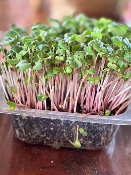 A close-up of vibrant pink-stemmed radish microgreens, grown in one of our workshops. They are as beautiful as they are nutritious.