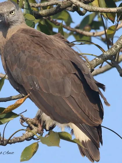 A different angle of the Grey-headed Fish Eagle, showing its focused, predatory stare. Observing these birds requires patience, as they can sit for long periods before striking. This is a lesson in fieldcraft that is essential for any wildlife photographer.