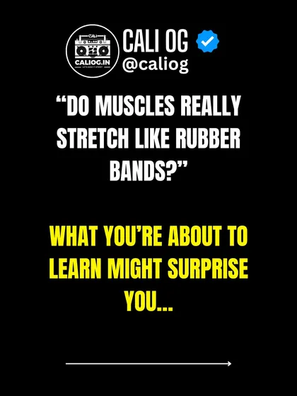 Do muscles really stretch like rubber bands? What you're about to learn about the nervous system's role in flexibility might surprise you.