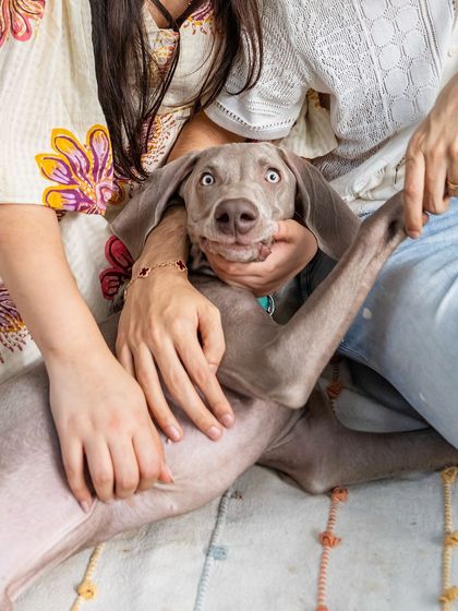 A hilarious outtake from Draco the Weimaraner's shoot. This photo captures the playful chaos and goofy moments that happen behind the scenes.
