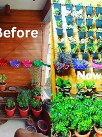 Vertical Gardens