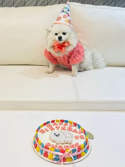 All dressed up in her party hat and sweater, Phoebe is the star of her 2nd birthday celebration.