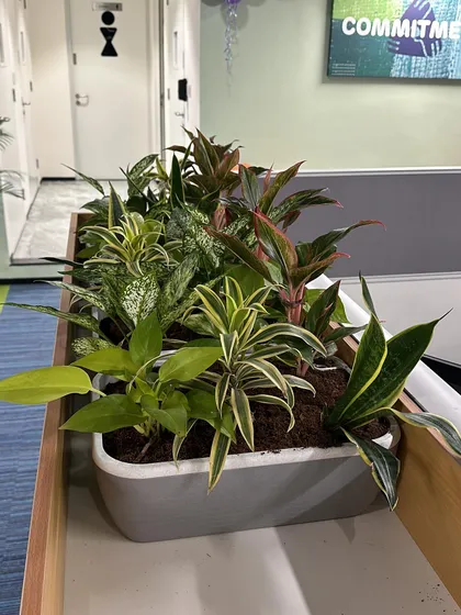 Another custom planter box filled with a curated selection of low-maintenance indoor plants, perfect for busy office environments.
