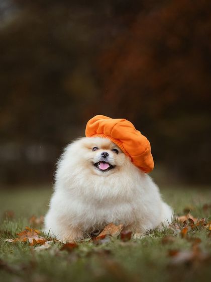 Rohit - Seasonal Mini-Sessions Autumn Mini-Sessions in Luxembourg photo 22