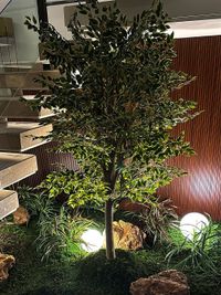 Interior Plantscaping