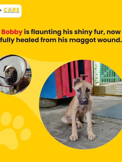 Charlie's Animal Rescue Centre - Animal Rescue & Adoption The Road to Recovery: Trauma & Medical Care photo 22