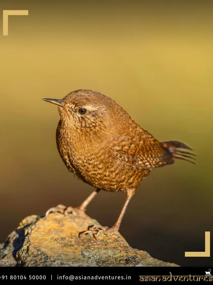 A tiny Eurasian Wren, one of the smallest birds in the region, perched on a rock. Our guides' sharp eyes help you appreciate both the grand landscapes and the minute details of the ecosystem.