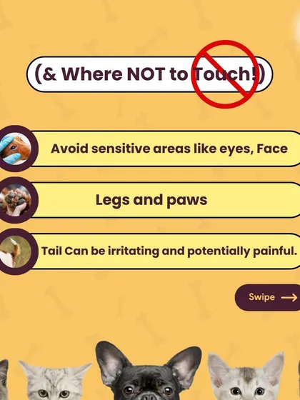 Just as important as knowing where to scratch is knowing where not to. Avoid sensitive areas like the eyes, face, and tail to ensure your interactions are always positive and pain-free for your pup.