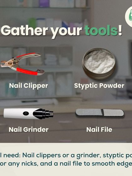 Furever Safe - Mobile Pet Grooming Expert Tips for Pet Parents photo 6