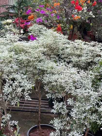 This is the Euphorbia leucocephala, also known as the 'Snowflake Poinsettia'. Its delicate white bracts create a beautiful snowy effect, and it pairs wonderfully with red Poinsettias for a complete holiday look.