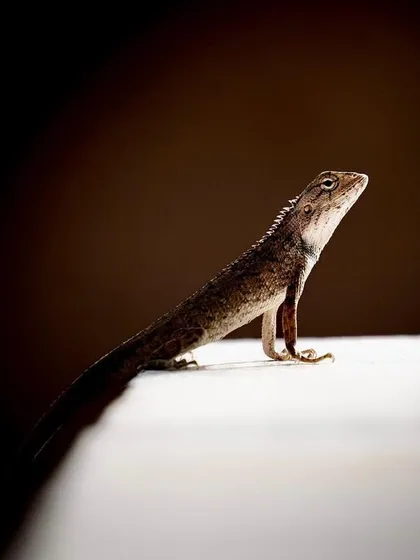 Pet photography for me isn't limited to the furry or feathered. This shot of a chameleon showcases my work with more unique, or 'hatke', pets. The composition highlights its proud posture and delicate features, proving that every animal, no matter how small, has a powerful presence.