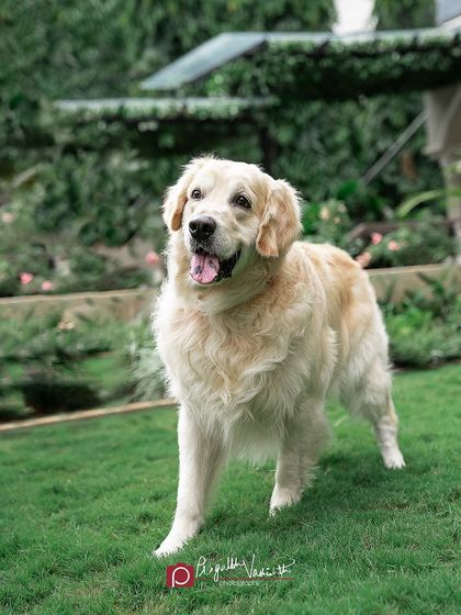 Pragalbh - Fine Art Pet Photography Outdoor Adventures photo 9