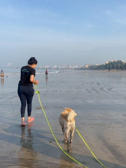 A peaceful morning walk on the beach. A well-behaved dog on a long line can enjoy more freedom while still remaining safe and under control.