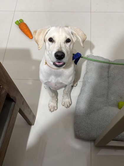 PL Paws - Animal Rescue & Rehabilitation Happy Tails: Our Adoption Stories photo 39