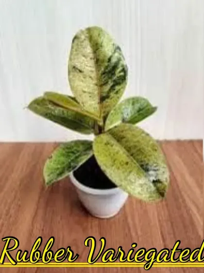 A variegated Rubber Plant. The camouflage-like pattern of green and cream on its leaves is very unique.
