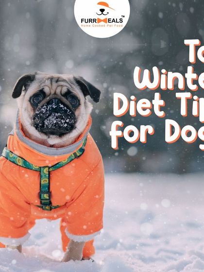 Winter is here! This guide provides my top diet tips for dogs during the colder months, including managing calorie intake, keeping them hydrated, supporting fur health, and using high-protein, low-calorie treats.