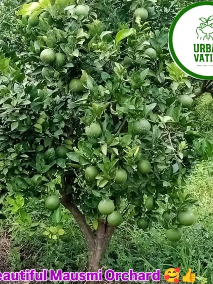 A beautiful Mausmi (sweet lime) orchard we developed, with trees full of fruit.