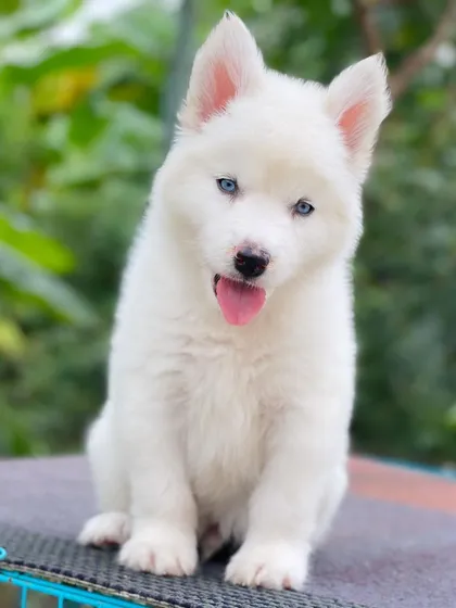 Here is one of my rare "White Panda" Huskies. An all-white coat paired with striking blue eyes makes for an absolutely breathtaking dog. These pups are incredibly special and a true testament to top-tier breeding.