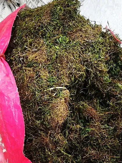 A large bag of moss ready for bulk orders. We can supply large quantities for landscaping and commercial design projects.