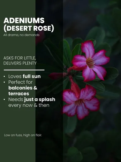 The Adenium, or Desert Rose, is all drama with no demands. It loves full sun, making it perfect for balconies and terraces, and asks for just a splash of water every now and then.