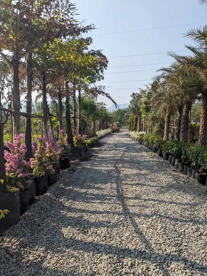 A view down a path at one of our partner nurseries, lined with a variety of palms and flowering trees. This shows the scale and quality of plants we have access to for our landscaping projects.