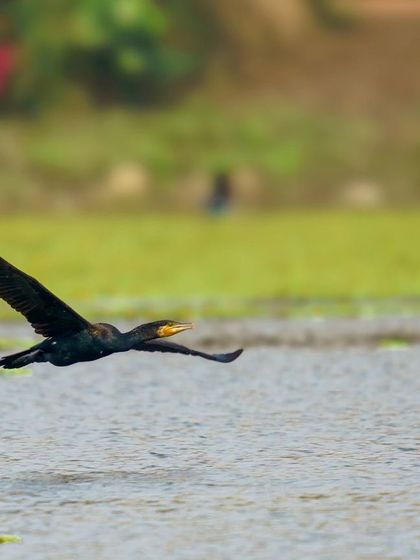 A Great Cormorant flies low and fast over the water, its powerful wings beating steadily. This is a classic bird-in-flight shot.