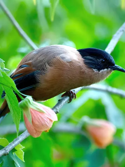 A Rufous Sibia, with its distinct black cap and warm brown body, seen among pink flowers in Pangot, Uttarakhand. Our lodge grounds are designed to attract a wide variety of local birdlife.