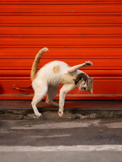 Captured in a dance-like pose, the cat leaps with the mouse. The image is both graceful and brutal, showcasing the complex nature of street wildlife.