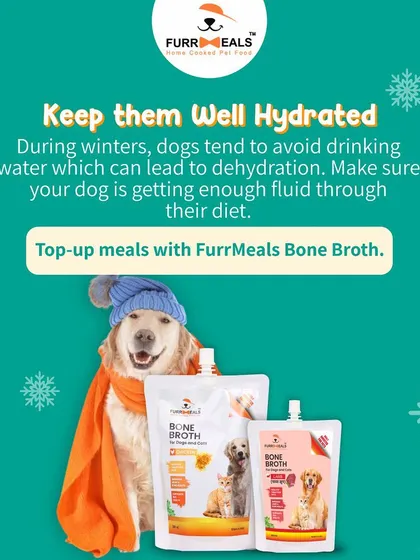 This extensive library of educational content covers everything a pet parent needs to know, from the benefits of turmeric and moringa to tips for hydration, sleep, dental health, and raising a new puppy.