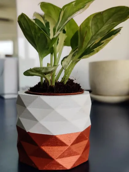 This Marble Prince Money Plant is presented in one of our signature geometric concrete planters with a metallic copper finish. It's a popular choice for corporate green gifting, offering a touch of sustainable style for any desk.