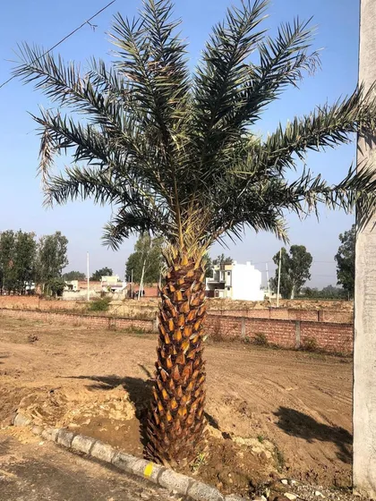 This is a Phoenix dactylifera, or Date Palm, newly planted in an open plot. Its distinctive trunk and feathery fronds make it a popular choice for adding a tropical or desert feel to a landscape.