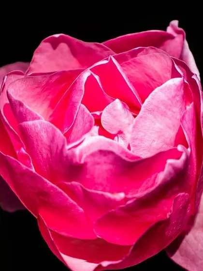 The delicate, layered petals of a pink rose unfurling against a black background. The lighting emphasizes the flower's form and velvety texture.