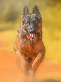 Pet Photography