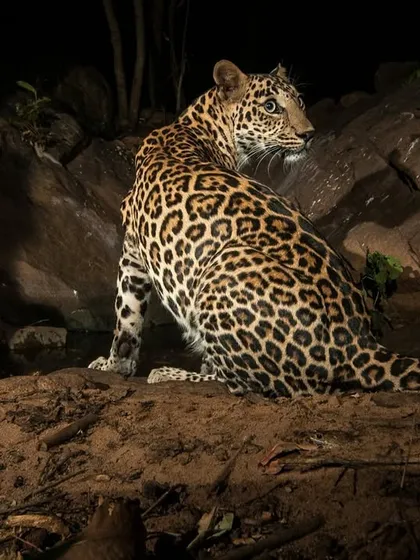 A leopard sits alert on a rocky outcrop at night, its coat perfectly camouflaged against the terrain. Even in an urban-adjacent forest, these animals retain all their wild instincts, using the darkness as their shield.