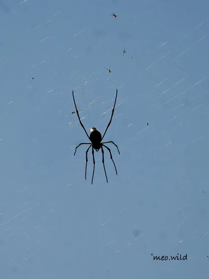 A different take on the spider, this time as a silhouette. You can see the delicate structure of its body and legs against the bright sky, with tiny bits of debris caught in its nearly invisible web. It’s a quiet, dramatic moment.