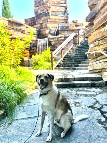 Tulsa Dog Trainer - Immersive Board & Train Programs Board & Train Graduates photo 19