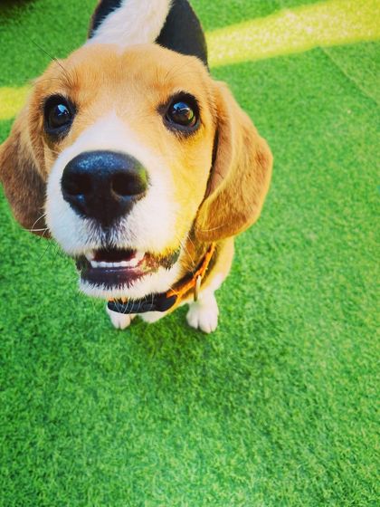 Becky's Bow Wow House - Dog Daycare Happy Faces & Close-Ups photo 35