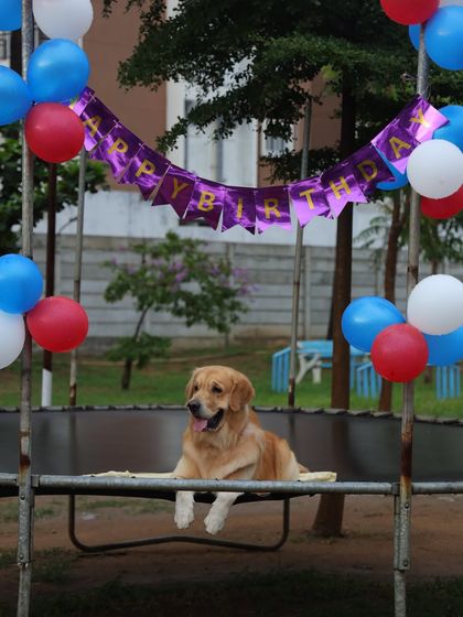 Therpup - Pet Event Hosting Private Paw-ties & Barkday Bashes photo 8