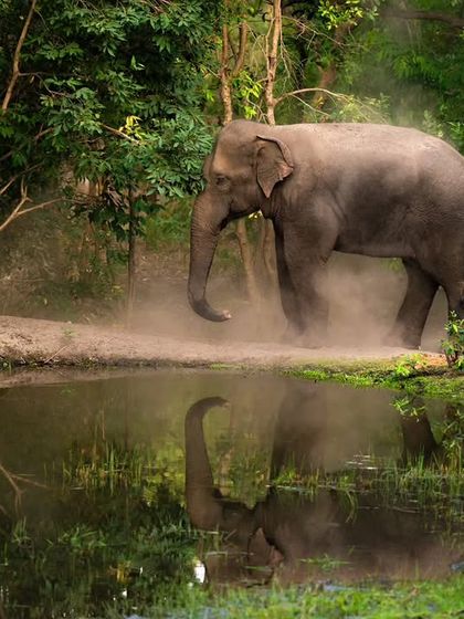 The reflection of the makhna in the water adds a beautiful symmetry to this serene moment.