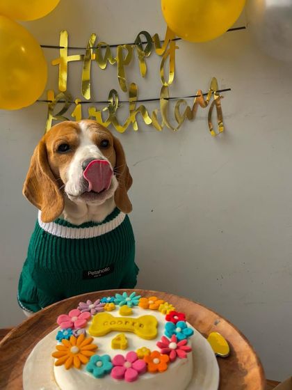 Cooper the Beagle licking his lips in anticipation. His floral-themed cake was a big hit at his 4th birthday celebration.